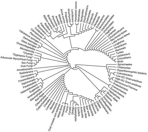 tree of life evolution. Tree of Life page,