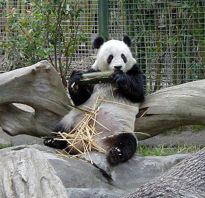 panda bear at+san dieog zoo
