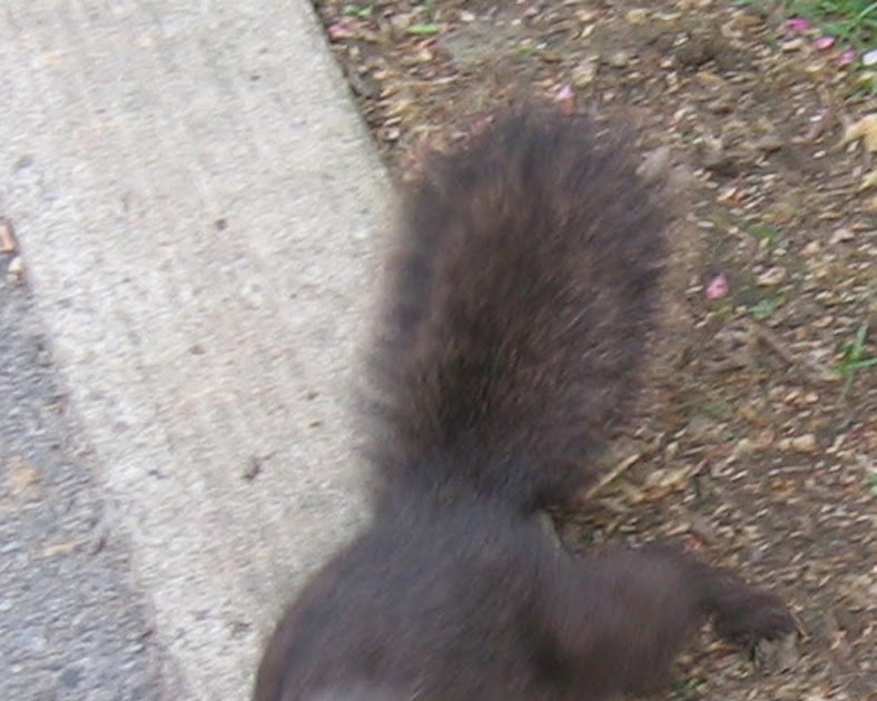 The New York Squirrel Sick Squirrel Caught