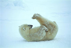 Pilates for Bears