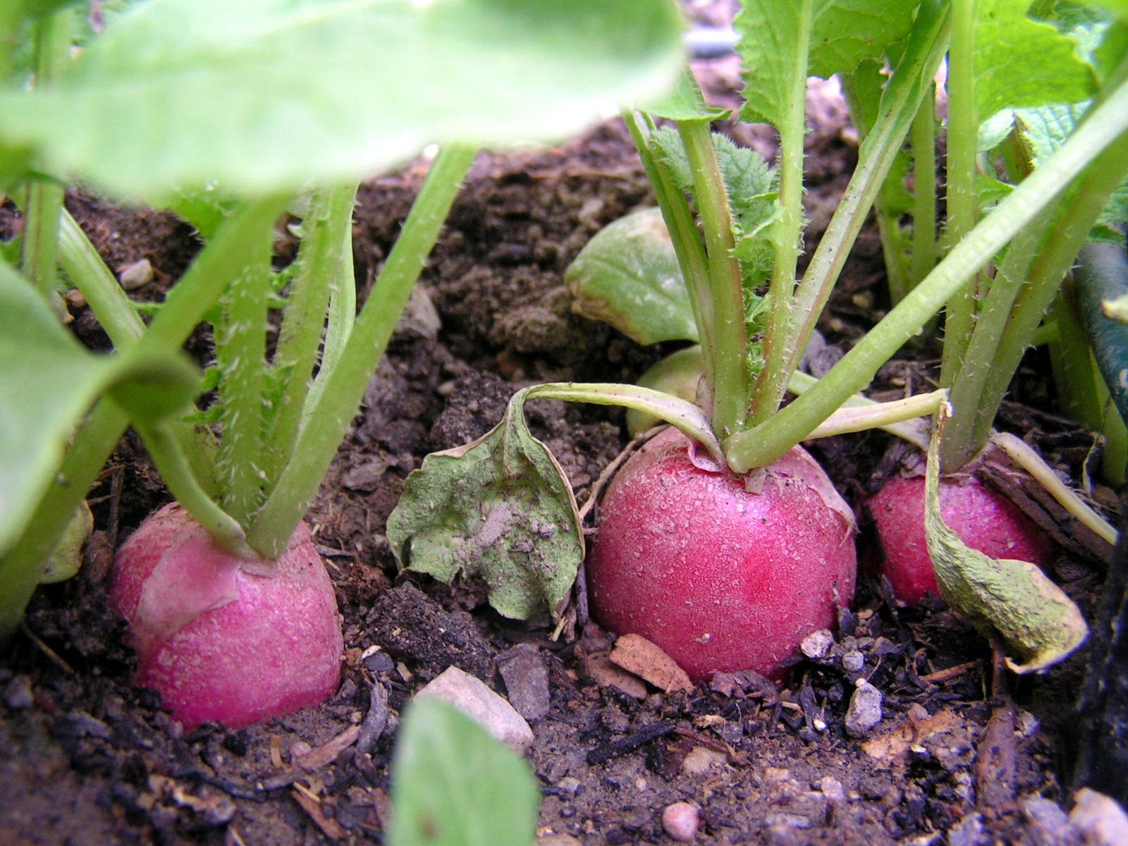 GARDEN RECIPES THREE WAYS WITH RADISHES Butter with a Side of Bread