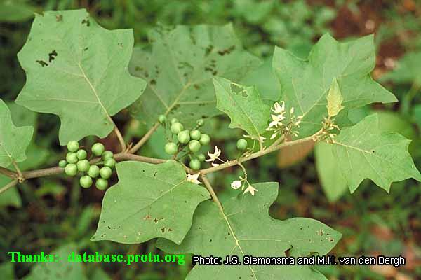 Solanum+torvum.jpg
