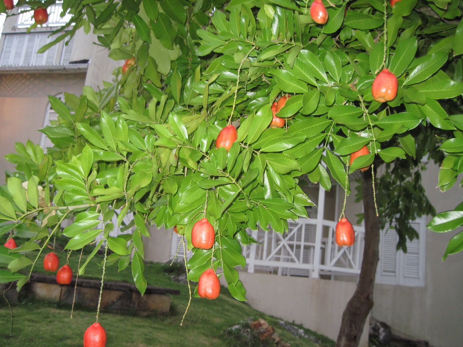Smith's Jamaican Mission trees in Jamaica