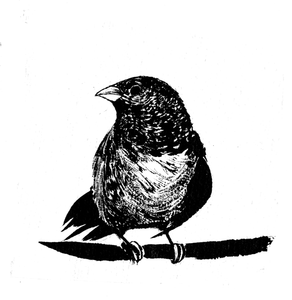 Carrier Pigeon Images