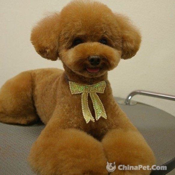 有 狗 万事足 April 10