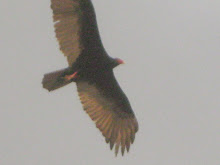 El águila de Cozumel