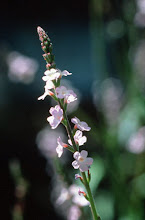 Vervain