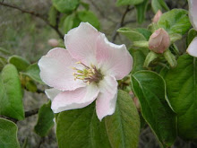 Walnut. La flor del nogal