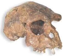 http://2.bp.blogspot.com/_mWAHjg3TE-g/TRL1duk1AaI/AAAAAAAAASg/PXpZPjBysSQ/s1600/Homo+Erectus+Soloensis.jpeg