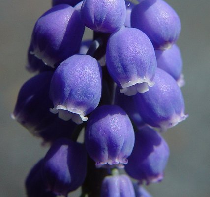 Muscari up close and personal