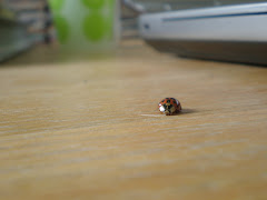 Ladybird, Ladybug, Ladybeetle