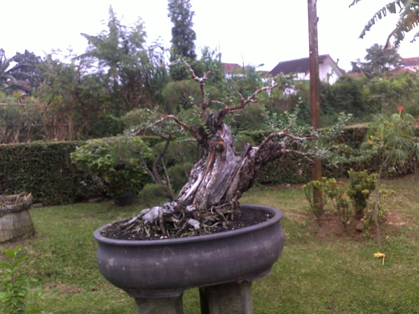 bonsai santigi