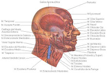 Musculos de la cabeza