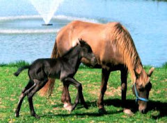 baby Guinness with his mom