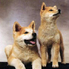 [akita_shiba_cachorros.jpg]