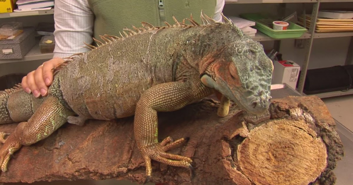 The Ultimate Iguanas Care Blog Facts about Iguanas Things You Need To