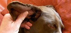 Cats Ear Is Swollen Like A Balloon Cats Ear Is Swollen Like A Balloon