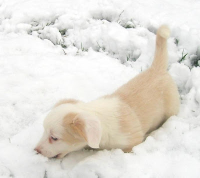 puppies in snow wallpaper. Puppies In The Snow Wallpaper.