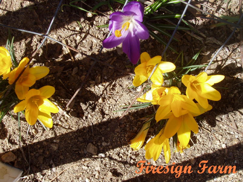 [Spring+crocus.JPG]