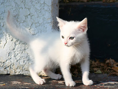 Che dare da vermi a 8 anni il bambino