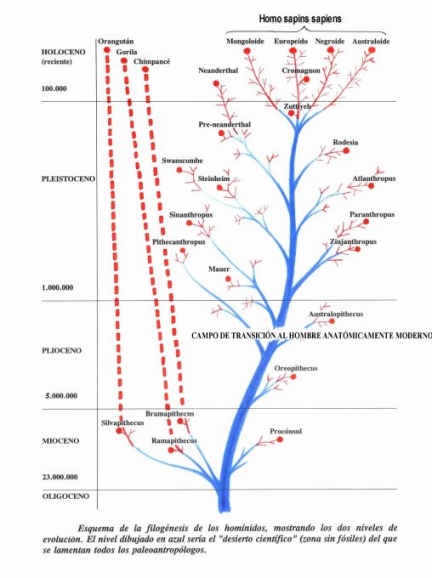 human phylogeny tree