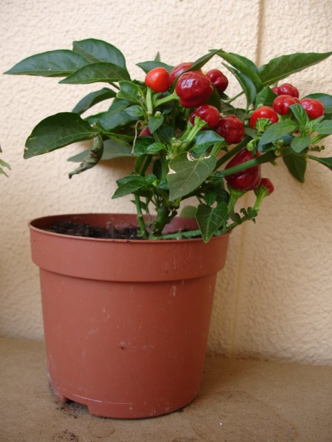 [DSC09235.JPG]