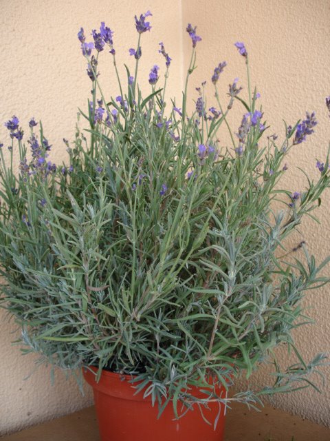 [DSC09240.JPG]