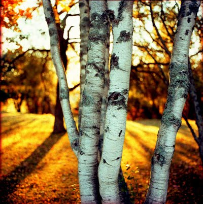 [birch-trees-at-sunrise.jpg]