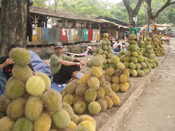 Berburu Durian
