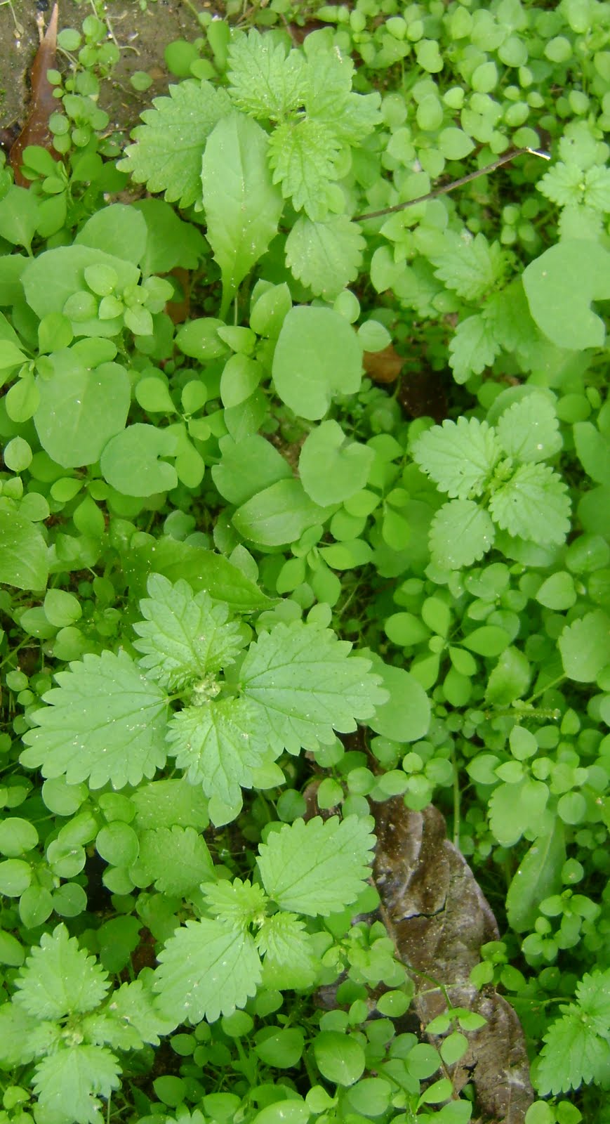 1000+ images about NC Edible Plants on Pinterest Edible plants, Weed