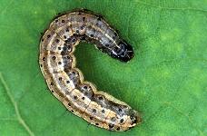 [fall+army+worm.jpg]