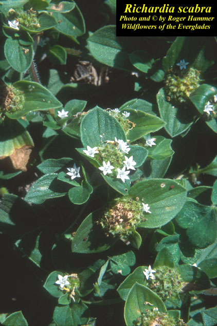 [Florida+pusley.jpg]