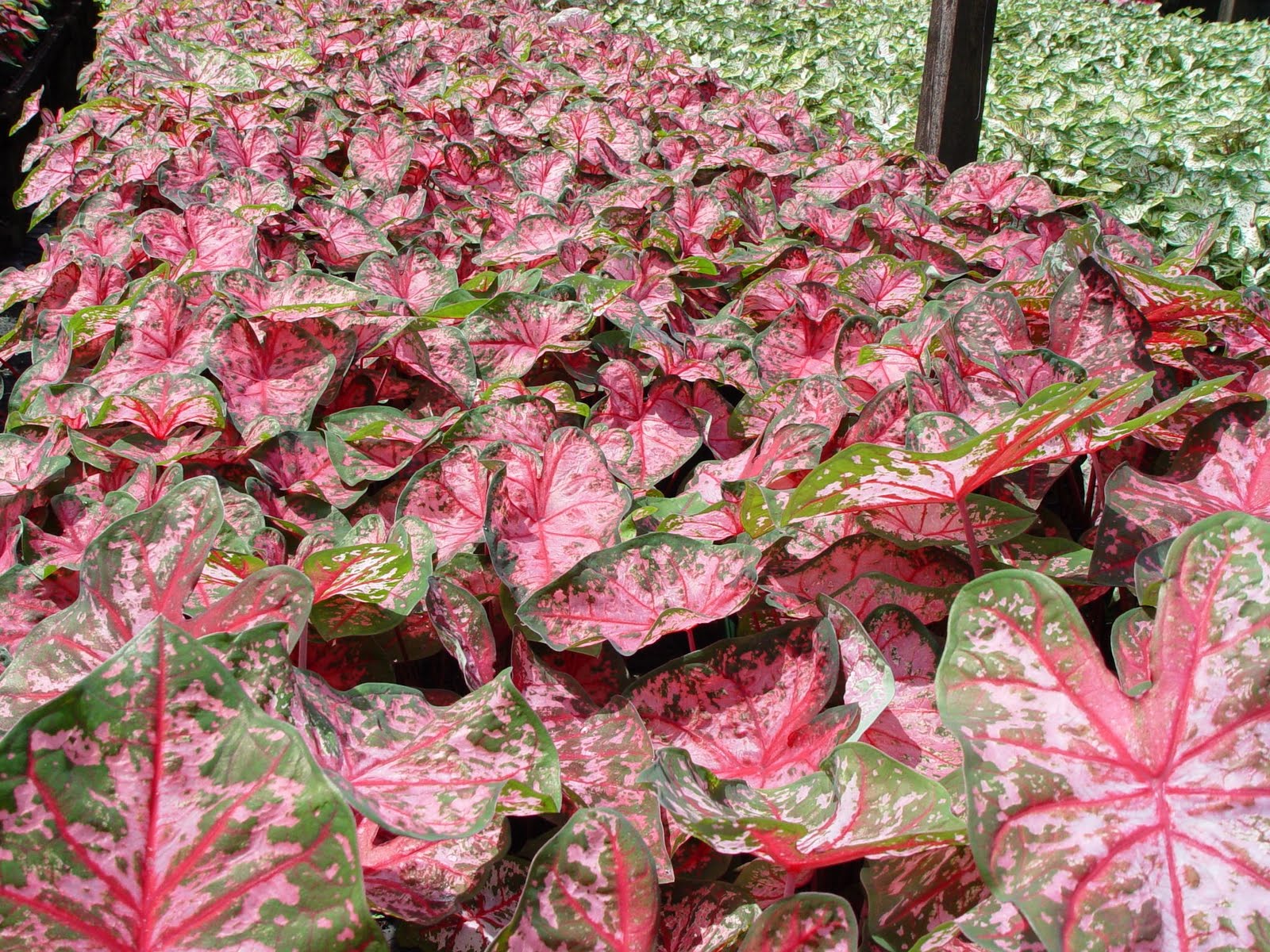 [caladiums.JPG]