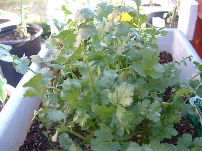 My cilantro is thriving in my