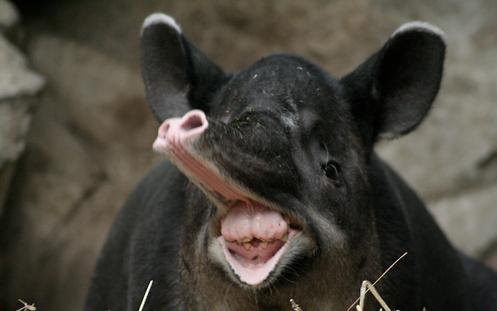 Baird Tapir