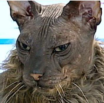 ugly gray cat