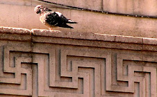 Swastika around Manchester central Library