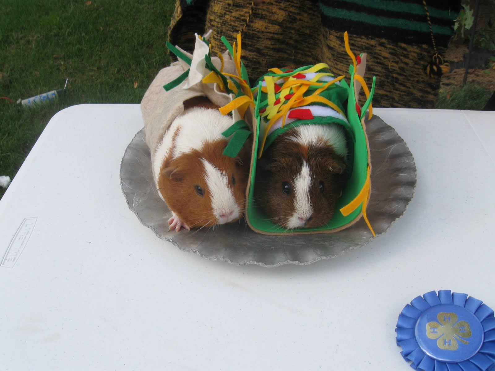 Pit Bull Lady Designs Guinea Pig Costumes for the Livestock Fashion Show
