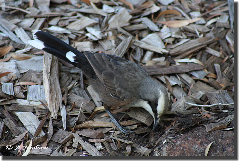 [Grey-crowned+Babbler+3.jpg]