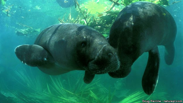 The Amazon Rainforest: Mystery of Amazon manatee migration solved