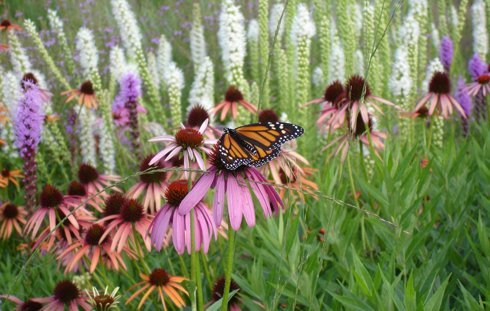 [MonarchonConeflower2.JPG]