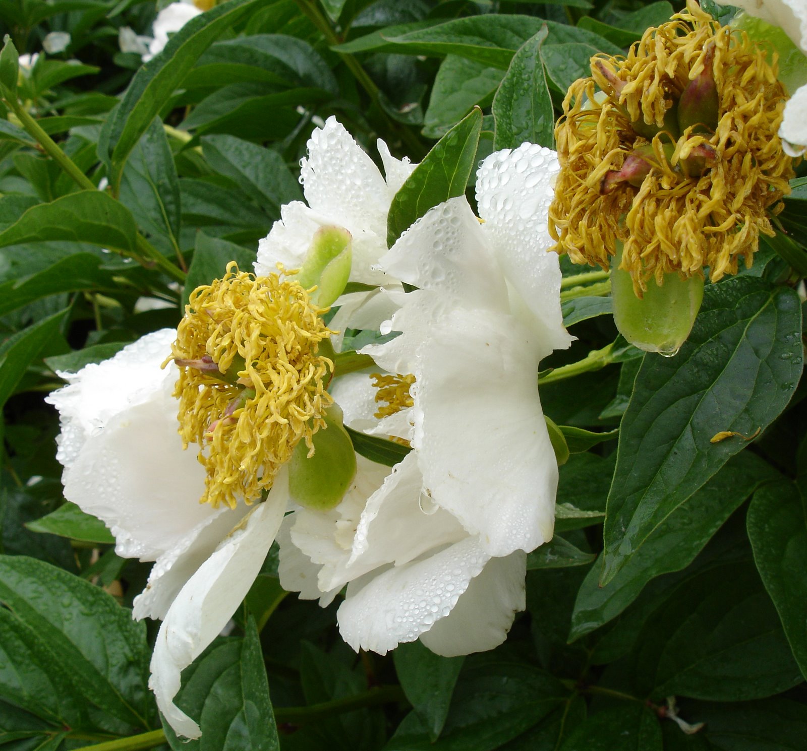 [LastOfPeony2.JPG]