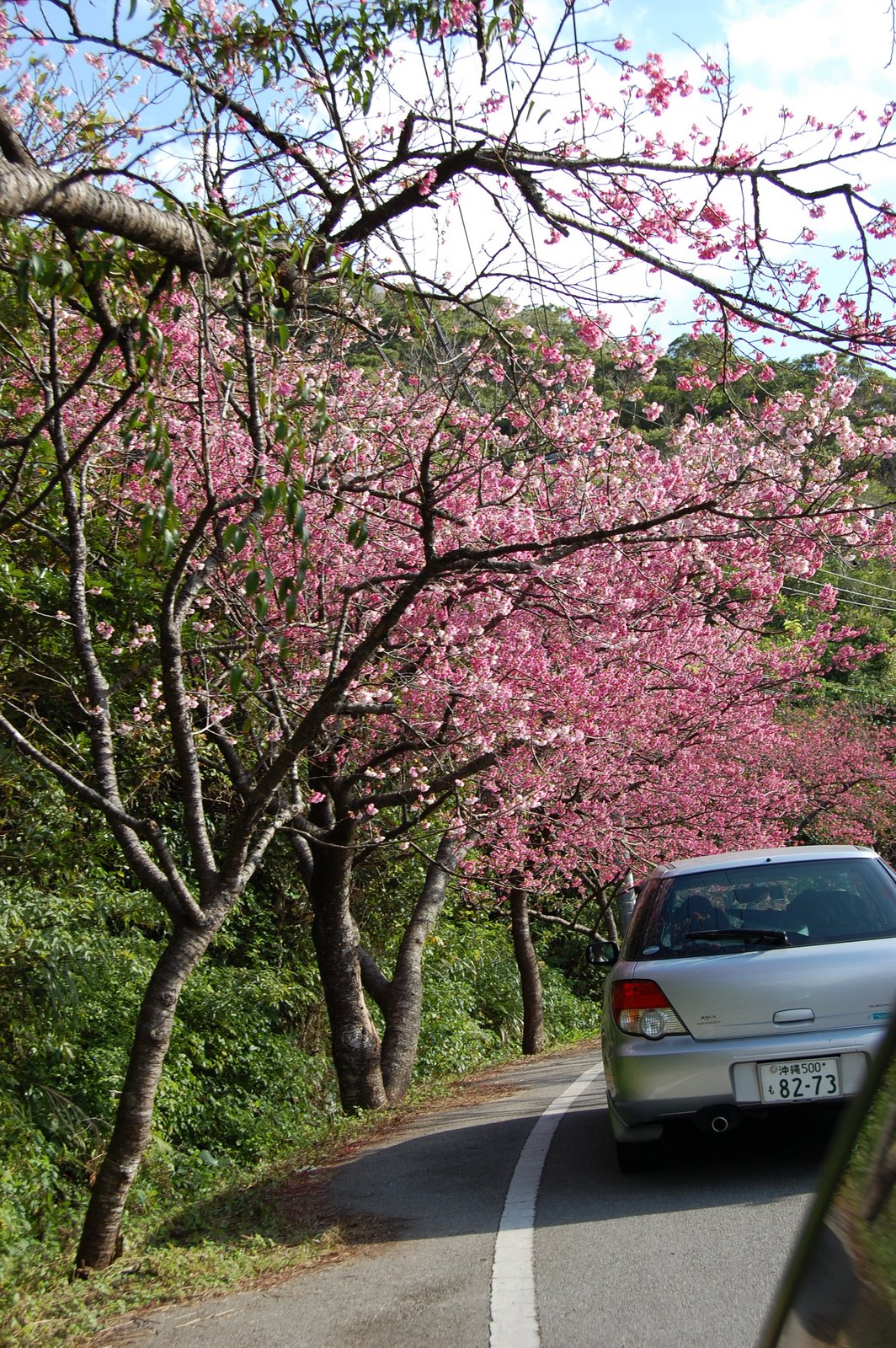 [Cherry+Blossoms_4180.JPG]