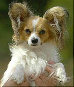 Doggies+and+puppies