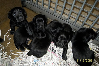 A litter of black Lab puppies