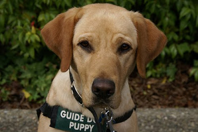Guide Dog puppy Amena
