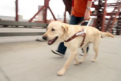 A working Guide Dog