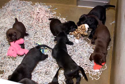 The Forte x Arizona litter in the whelping kennel