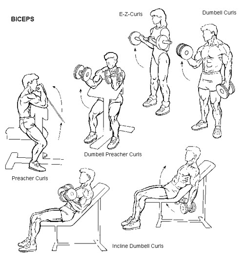 EXSERVICE29: Biceps Muscle Building Exercises