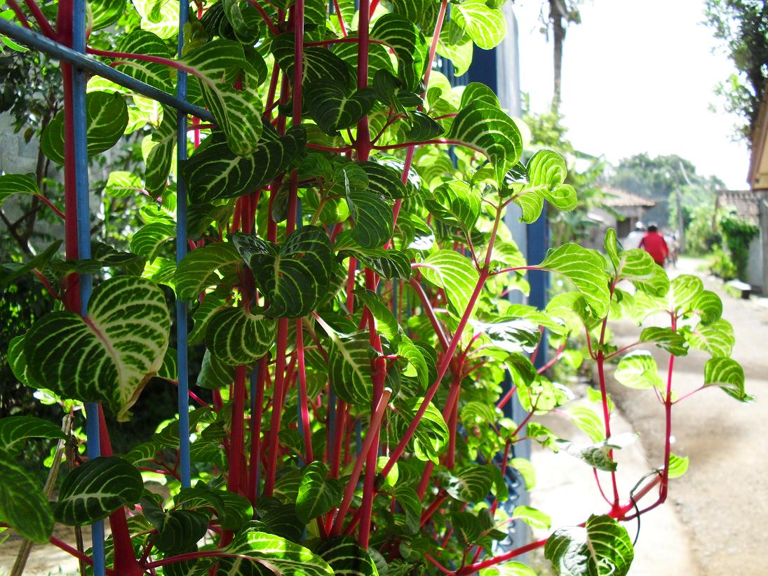 .: Serba Serbi : Bunga Daun Ijo, Batang Merah. (Sabtu-21 November 2009)
